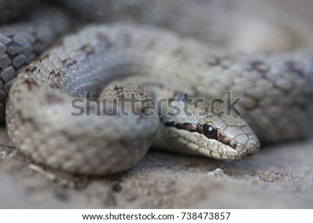 Coronella austriaca (commonly known as a smooth snake[2]) is a non-venomous colubrid species found in northern and central Europe, but also as far east as northern Iran. Macro portrait.