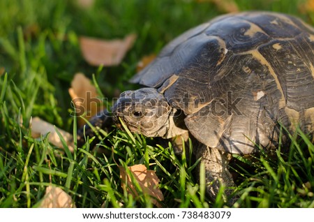 Spur-thighed Tortoise (Testudo graeca) 