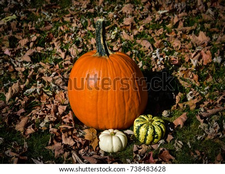 pumpkins in leaves