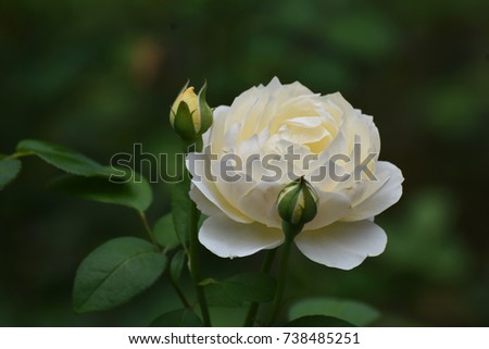 Captivating White Rose Flower in Full Bloom