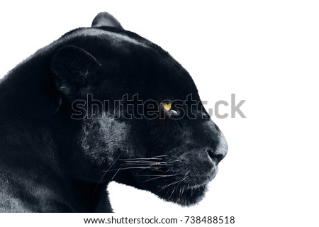 black panther on a white background