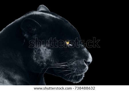 black jaguar on a black background