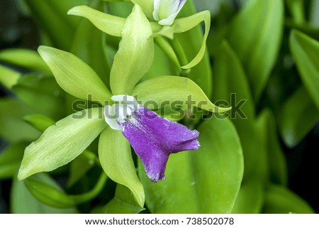 Beautiful green withviolet flower (Orchid) on green background. close up, select focus with shallow depth of field, idea use for background.