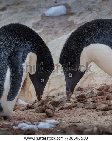 Pair of Adelie Penguins looking at Rocks in Antarctica