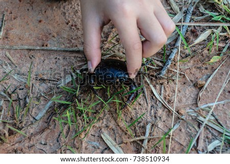 hand holding field crab in farm rice,is animal living in countryside Thailand