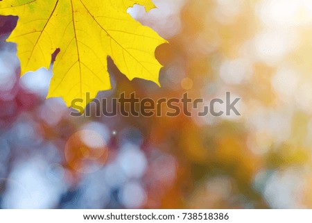 Orange leaves on a blurred nature background autumn