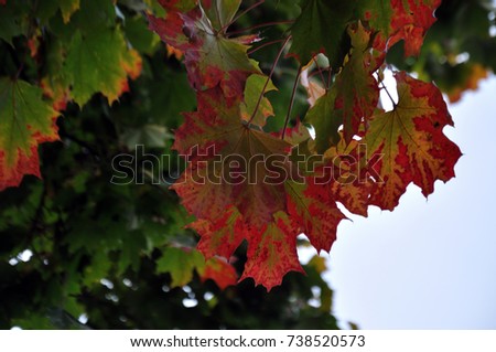 branch red green maple leaf