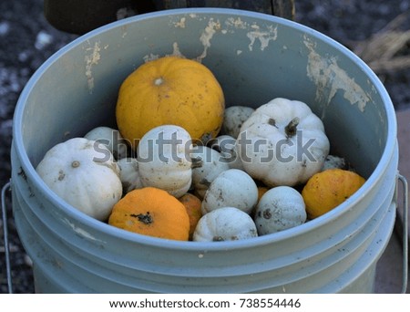 Small pumpkins and gourds in a bucket at an Autumn farm