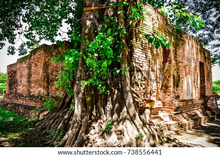 Big tree of Temple. Tropical Green Leaf Background, Creative Layout Made Of Leaves And Wall Texture. Selective Focus. Image For Banners, Presentations, Reports,Wallpaper. etc.