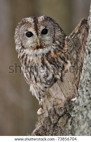 Tawny Owl in hollow tree with brown background