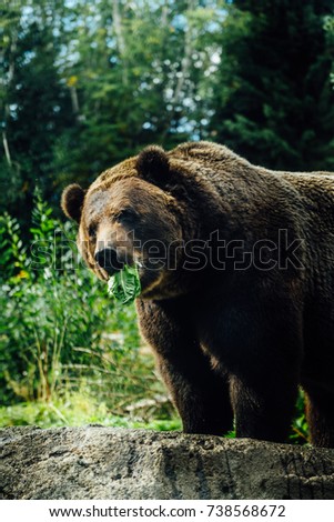 black brown bear in the forest