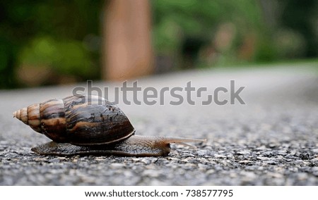 Snail on the dirt-track  blurred background, sensitive focus picture