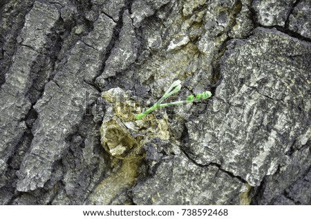 Green sprout  on old tree bark background
