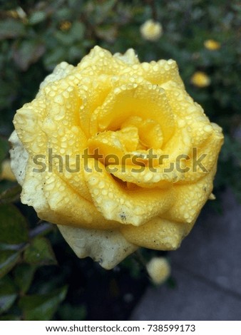 beautiful blooming rose