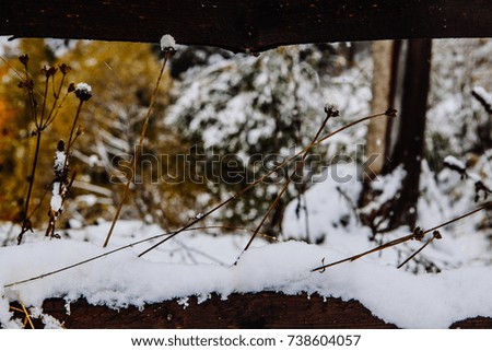 dry grass under snow in the winter forest