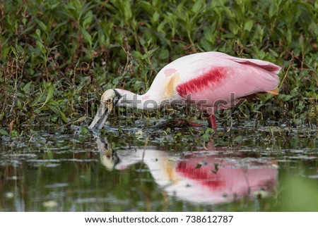 Roseate spoonbill looking for something to eat in the edge of the marsh