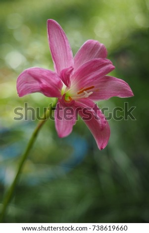 Soft and blurred focus Flower. This flower is scientifically named Zephyranthes.    Flower name is Rain lily planted in my home garden in Thailand. Rain lily on the nature background.



