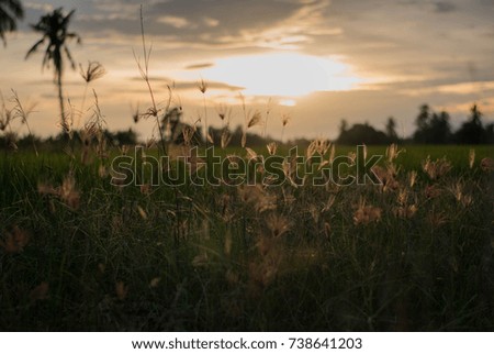 Grass road at Sunset