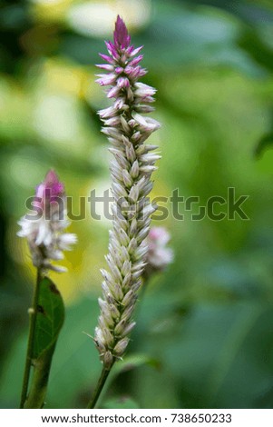 Magenta Snake Flower 