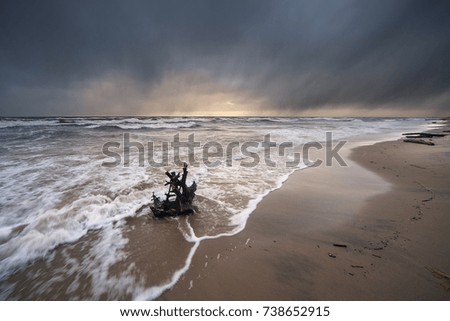 Old tree branch on sand beach at coast of sea wave and autumn evening sunset storm sky clouds reflection on water