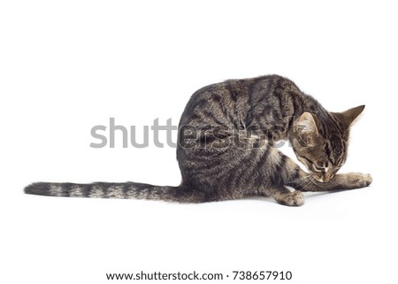 Beautiful striped kitten of gray isolated on white background. Cat licking its paws for purity. Place for text. Tiger color