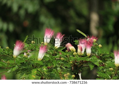 pink flower leaf texture outdoor