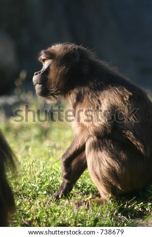 Gelada baboon (Theropithecus gelada) (captive)