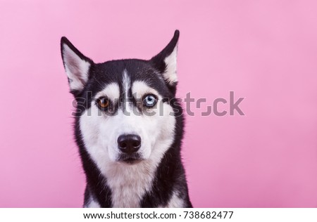 funny sad dog breeds husky, pink studio background. concept of canine emotions
