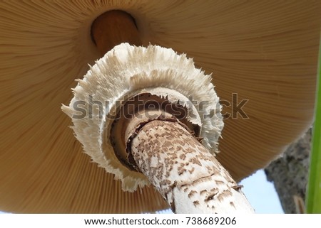 Bottom view of the Parasol mushroom (Macrolepiota procera), here with the typical ring in the focus, which comes from the separation of the hat from the stem, found in october in Garbsen, Germany