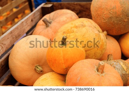 Autumn arrangement with pumpkins and gourds