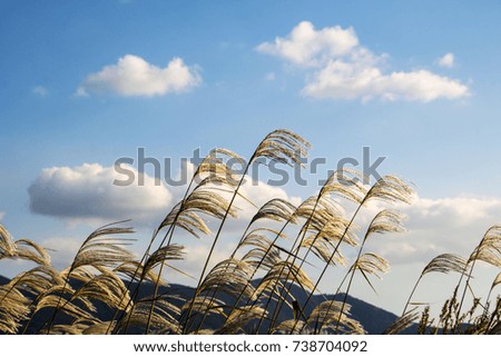 Reed flowers blowing in the wind, Reed flowers sway in the wind with blue sky background