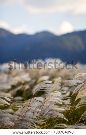 Reed flowers blowing in the wind, Reed flowers sway in the wind with blue sky background