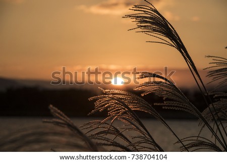 Reeds in the golden hour with the sun in the background