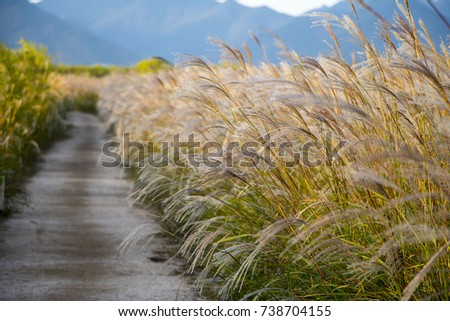 Reed flowers road