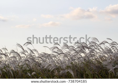 silver grass flower blowing in the wind, silver grass flower sway in the wind with blue sky background