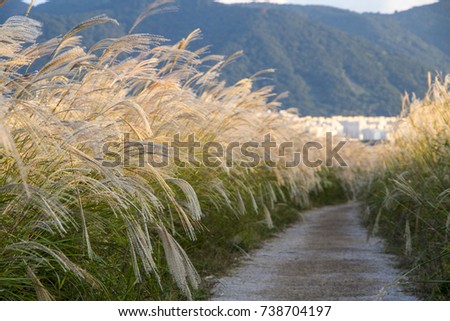 Reed flowers road