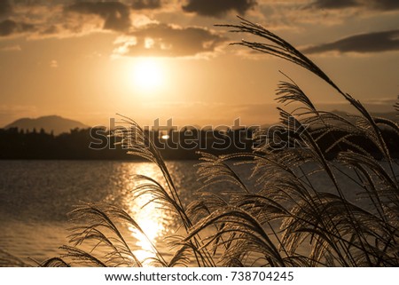 Reeds in the golden hour with the sun in the background