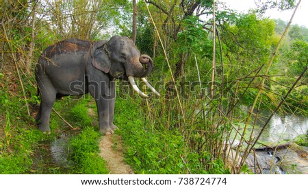 Elephants enjoying life at Patara Elephant camp