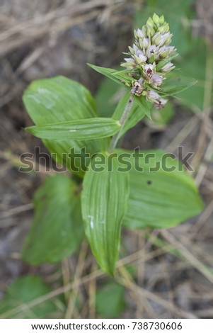 Epipactis helleborine, the broad-leaved helleborine, is a terrestrial species of orchid. It prefers shaded woodland environments. Macro habit picture.