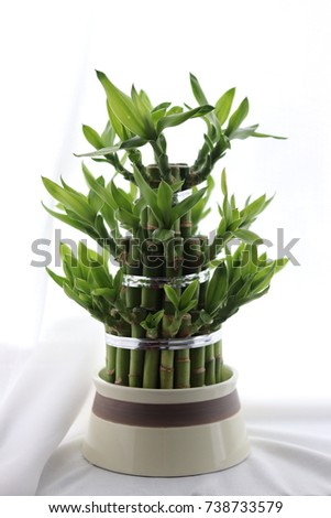 Vertical view fresh green asian lucky bamboo plant on a white background with curtain in sleeping room dracaena sanderiana