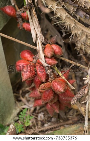 Closeup and Selective Focus of salacca,salak plant,fruit on tree.