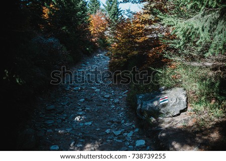 pathway in the autumn forest, colorful trees