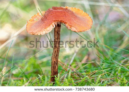 Mushrooms in the pine forest.