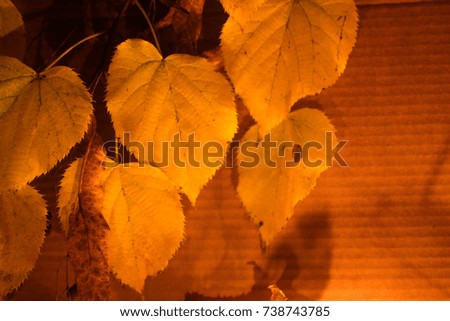 Beautiful picture with yellow leaves on a background of paper cardboard.
