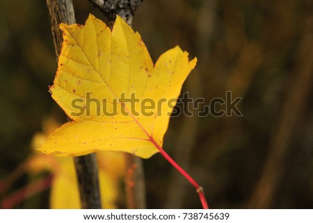 One yellow leaf
