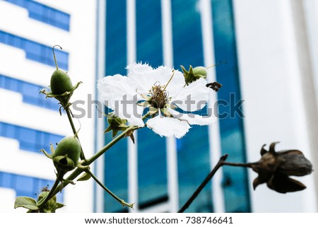 purple sakura with branch and green leaf in the city