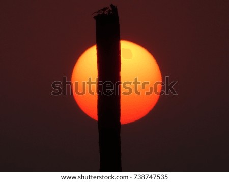 Beautiful big red round sun behind a silhouette palm tree trunk during sunset  