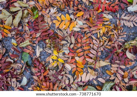 wet autumn leaves on the asphalt