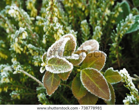 frozen ice on leaves in winter in UK