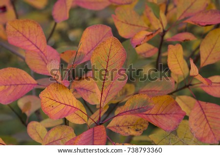 Vibrant multicoloured leaves close up